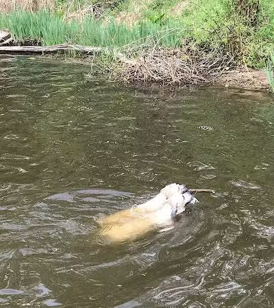 Portage Lakes Dog Park - New Franklin,