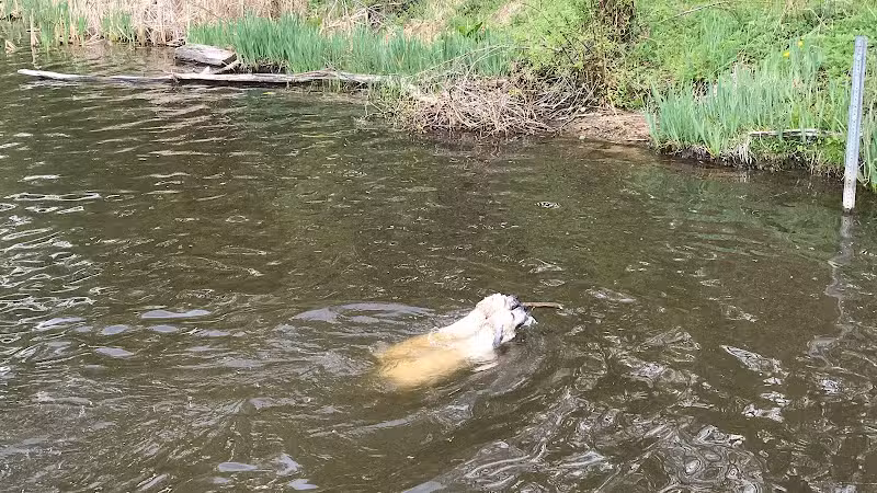Portage Lakes Dog Park - New Franklin,