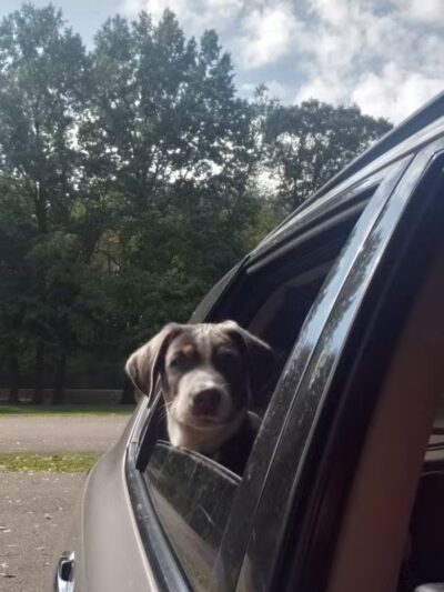 Portage Lakes Dog Park - New Franklin,