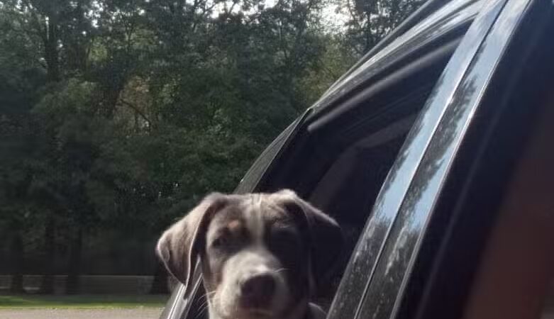 Portage Lakes Dog Park - New Franklin,