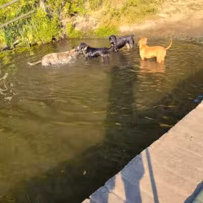 Portage Lakes Dog Park - New Franklin,