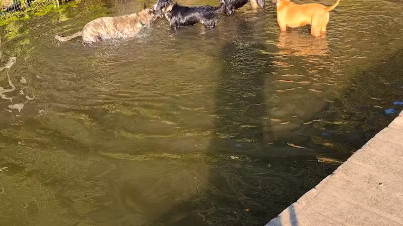 Portage Lakes Dog Park - New Franklin,