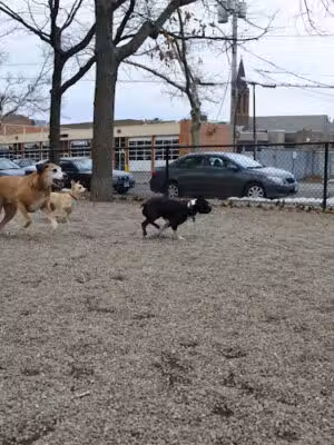 Union Street Dog Park - New Haven, CT