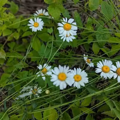 CRC Park - Staro Field - New Haven,