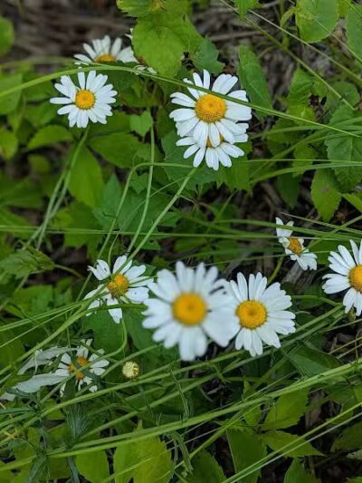 CRC Park - Staro Field - New Haven,
