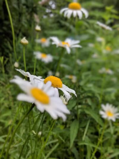 CRC Park - Staro Field - New Haven,