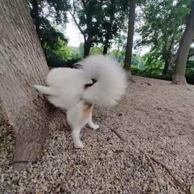 East Rock Dog Park - New Haven,