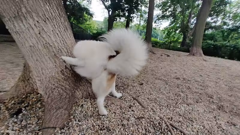 East Rock Dog Park - New Haven,
