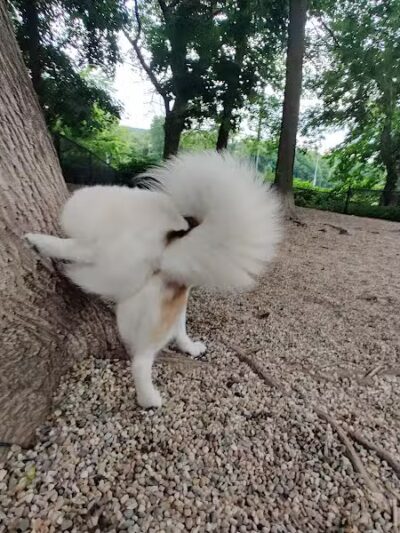 East Rock Dog Park - New Haven,