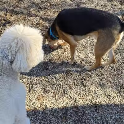 East Rock Dog Park - New Haven,