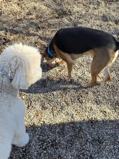 East Rock Dog Park - New Haven,