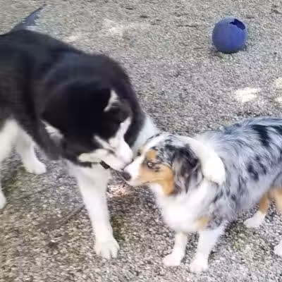 East Rock Dog Park - New Haven,