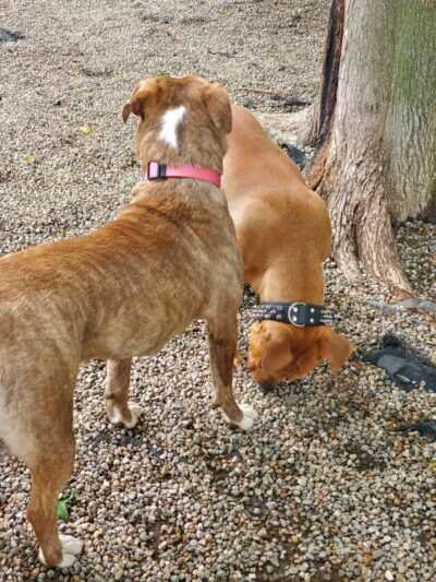 East Rock Dog Park - New Haven,