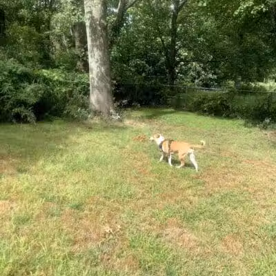 Edgewood Park Dog Park - New Haven,