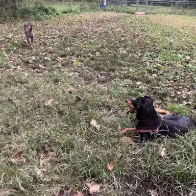 Edgewood Park Dog Park - New Haven,