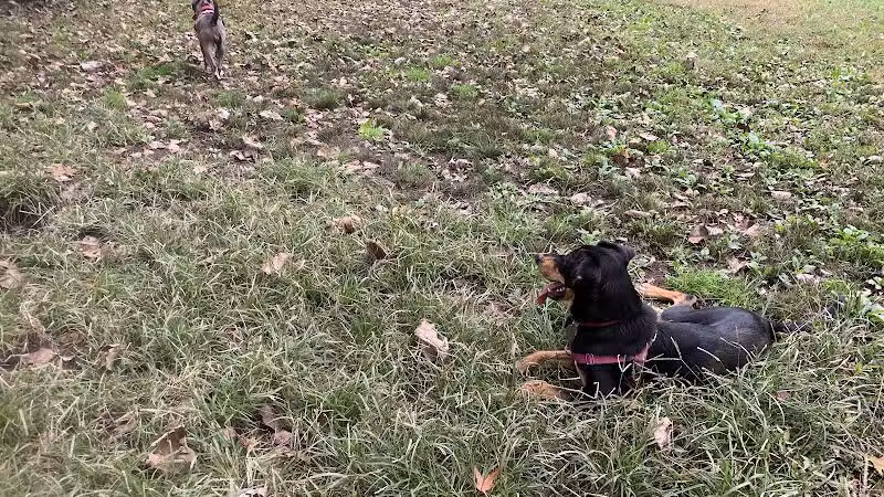 Edgewood Park Dog Park - New Haven,
