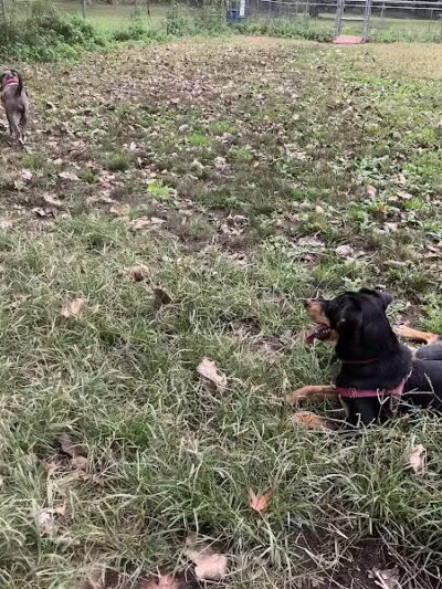 Edgewood Park Dog Park - New Haven,