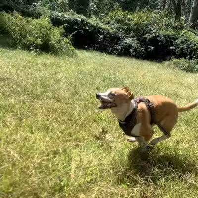 Edgewood Park Dog Park - New Haven,