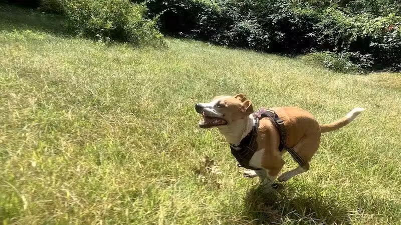 Edgewood Park Dog Park - New Haven,