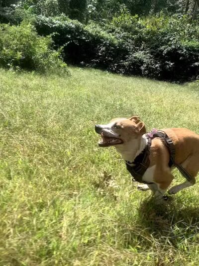 Edgewood Park Dog Park - New Haven,