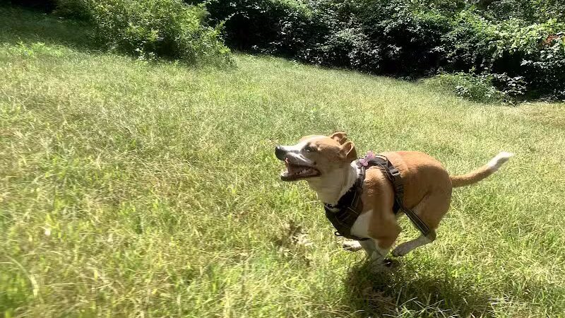 Edgewood Park Dog Park - New Haven,