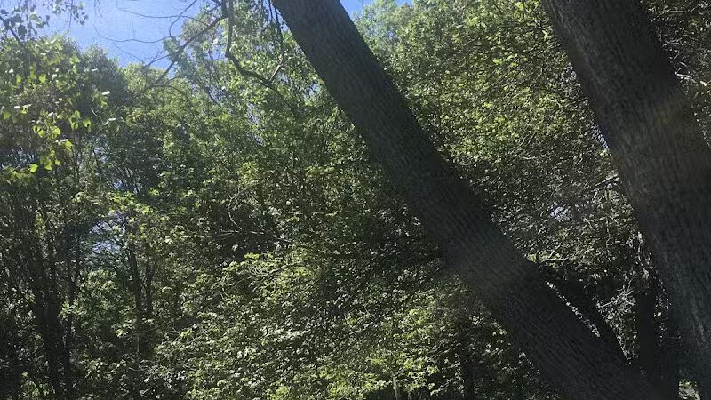 Edgewood Park Dog Park - New Haven,