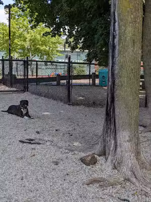 East Rock Dog Park - New Haven,