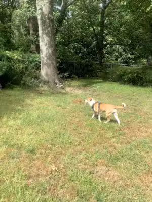 Edgewood Park Dog Park - New Haven,