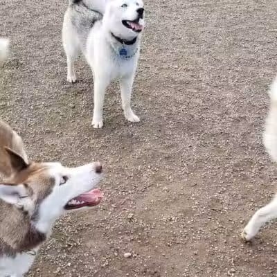 Union Street Dog Park - New Haven,