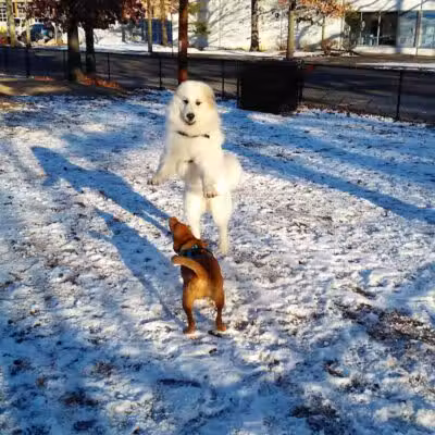 Union Street Dog Park - New Haven,