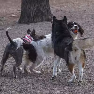 Union Street Dog Park - New Haven,