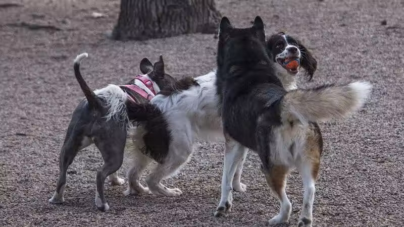 Union Street Dog Park - New Haven,