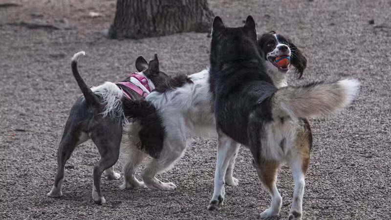 Union Street Dog Park - New Haven,