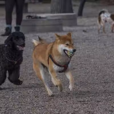 Union Street Dog Park - New Haven,