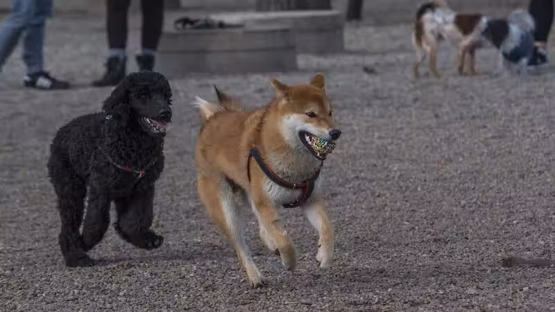 Union Street Dog Park - New Haven,