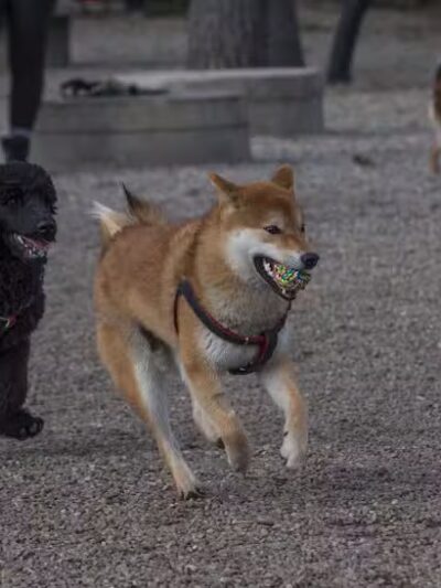 Union Street Dog Park - New Haven,