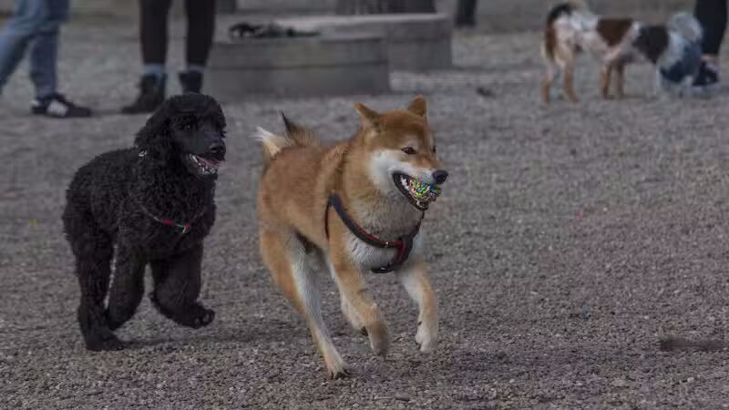 Union Street Dog Park - New Haven,