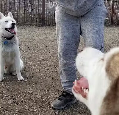 Union Street Dog Park - New Haven,