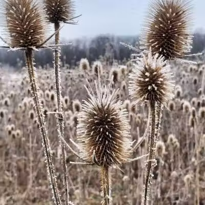 Wetzel State Recreation Area - New Haven,