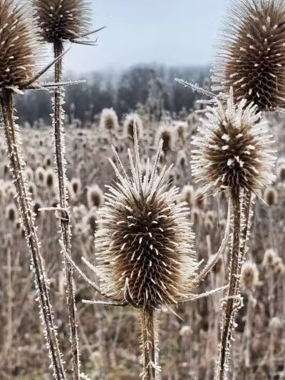 Wetzel State Recreation Area - New Haven,