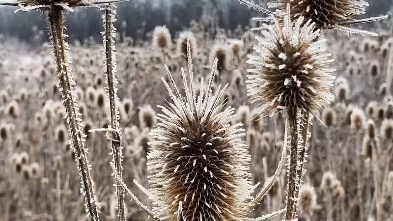 Wetzel State Recreation Area - New Haven,