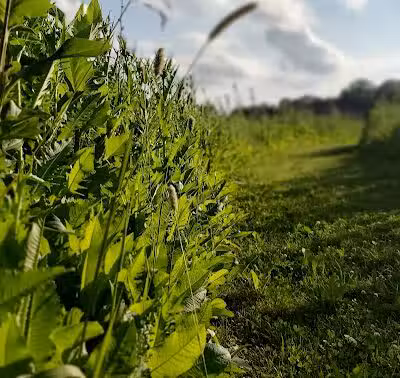 Wetzel State Recreation Area - New Haven,