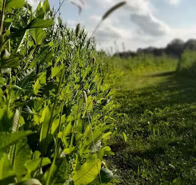 Wetzel State Recreation Area - New Haven,