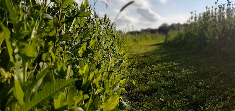 Wetzel State Recreation Area - New Haven,