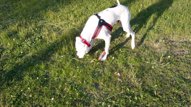 Liberty Park with Dog Park - New Hope, MN