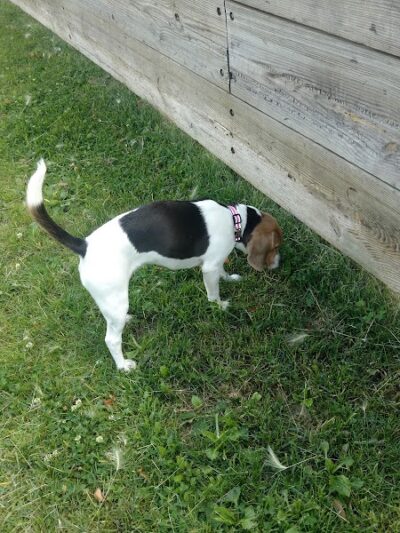 Liberty Park with Dog Park - New Hope, MN