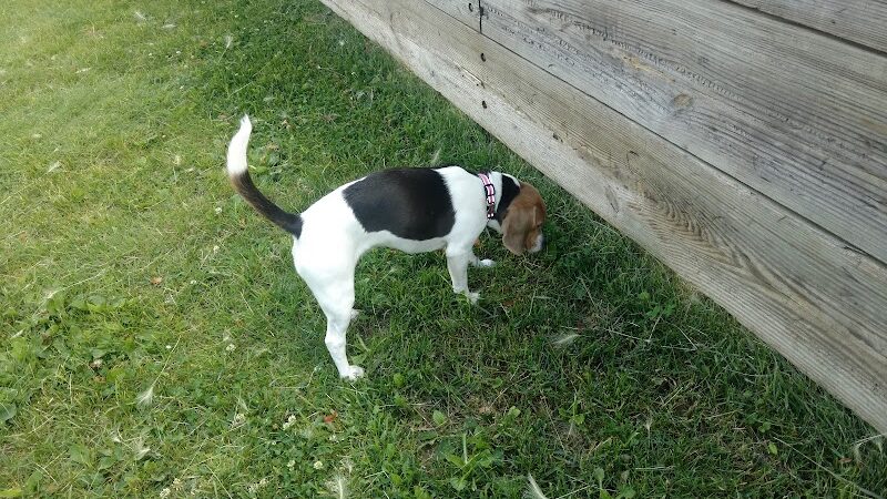 Liberty Park with Dog Park - New Hope, MN