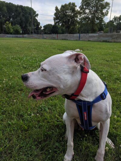 Liberty Park with Dog Park - New Hope, MN