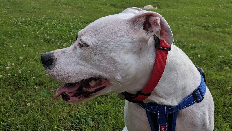 Liberty Park with Dog Park - New Hope, MN