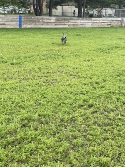 Liberty Park with Dog Park - New Hope, MN